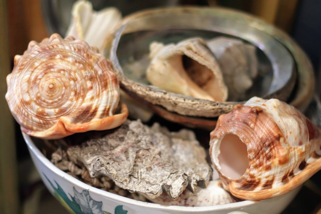 Old sea shells at Sea Kist.